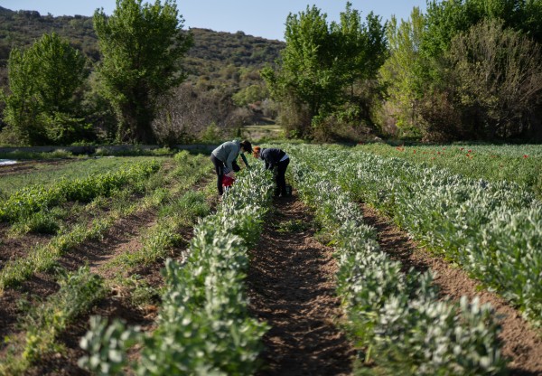 Imagen de cabecera de Bajo el Asfalto está la Huerta! cultivando futuro