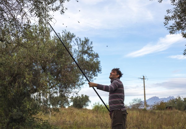 Imatge de capçalera de Ajuda Terra mullada a cultivar tòfones al Berguedà i a recuperar terres en desús