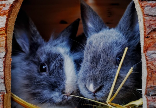 Ayúdanos a seguir #construyendoungransantuario's header image