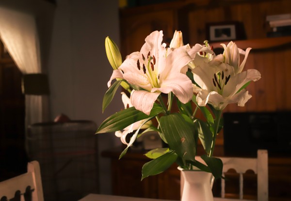 Al Alba - Cortometraje's header image