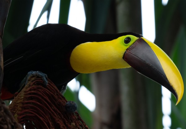 Expansión al Pacífico: Aves de Colombia – Voces del Aire's header image