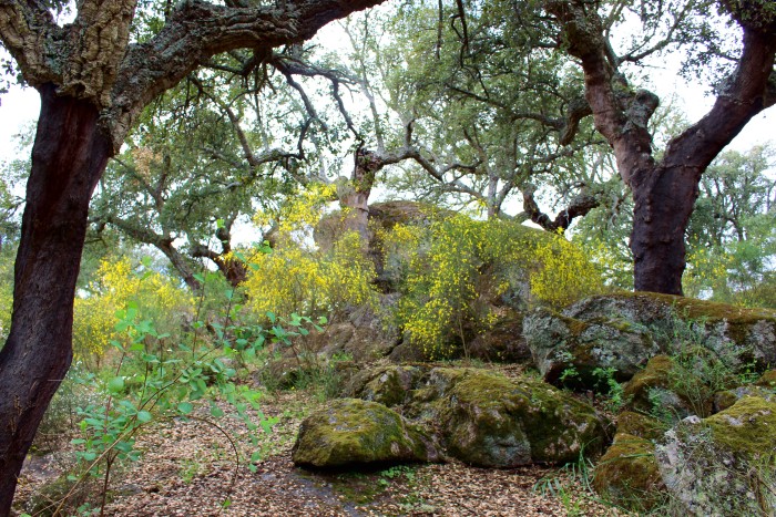 BAÑO DE BOSQUE Y NATURAL MINDFULNESS en Kalki www.kalki.es