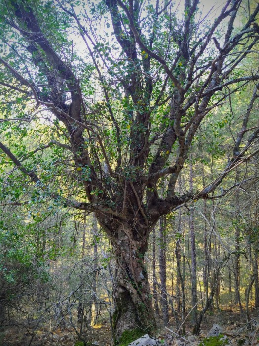 Hubo árboles. Miguel de Unamuno.