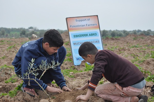 Se reactiva la agricultura en Gaza